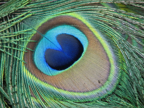 peacock-eye