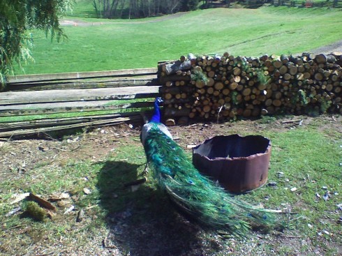peacock-by-wood-pile